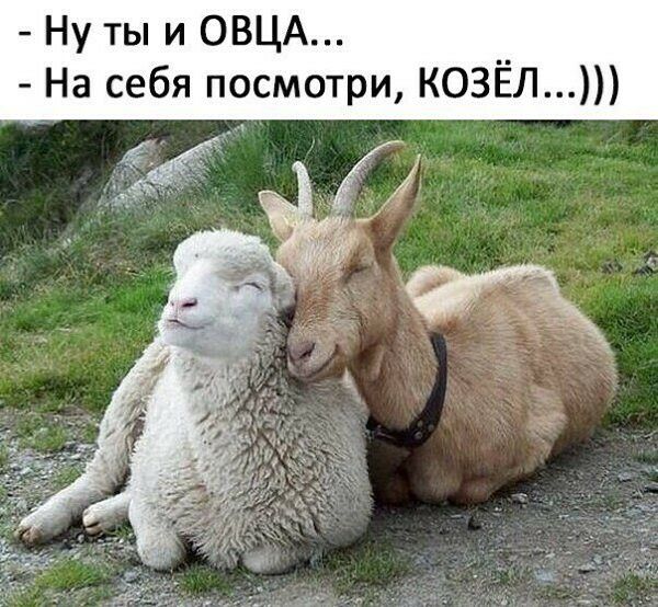 Ну ты и ОВЦА На себя посмотри КОЗЁЛ