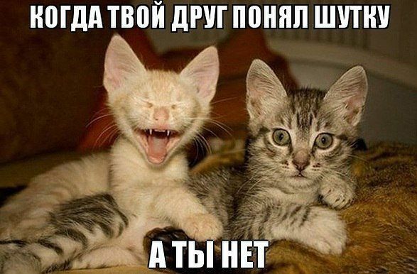 НШДА ТВВЙ ДРУГ понял ШИН