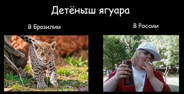 Детёныш ягуара В Бразилии В РОССИИ