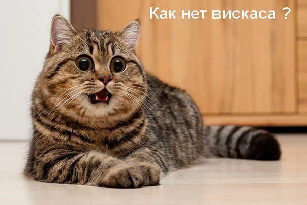 Какдаёт вискаса