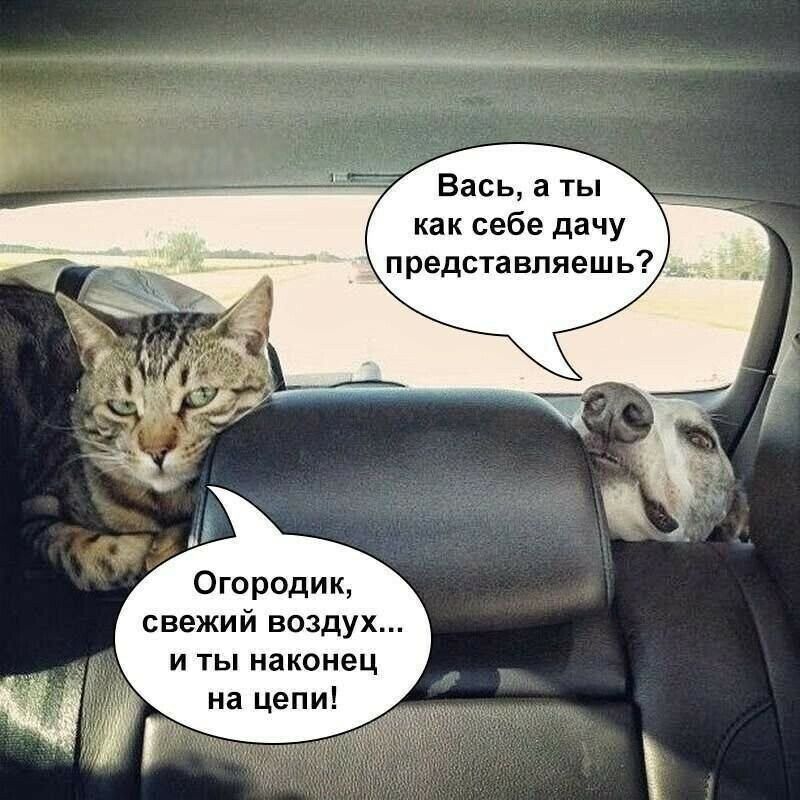 Вась а ты как себе дачу представляешь Огородик свежий воздух и ты наконец на цепи