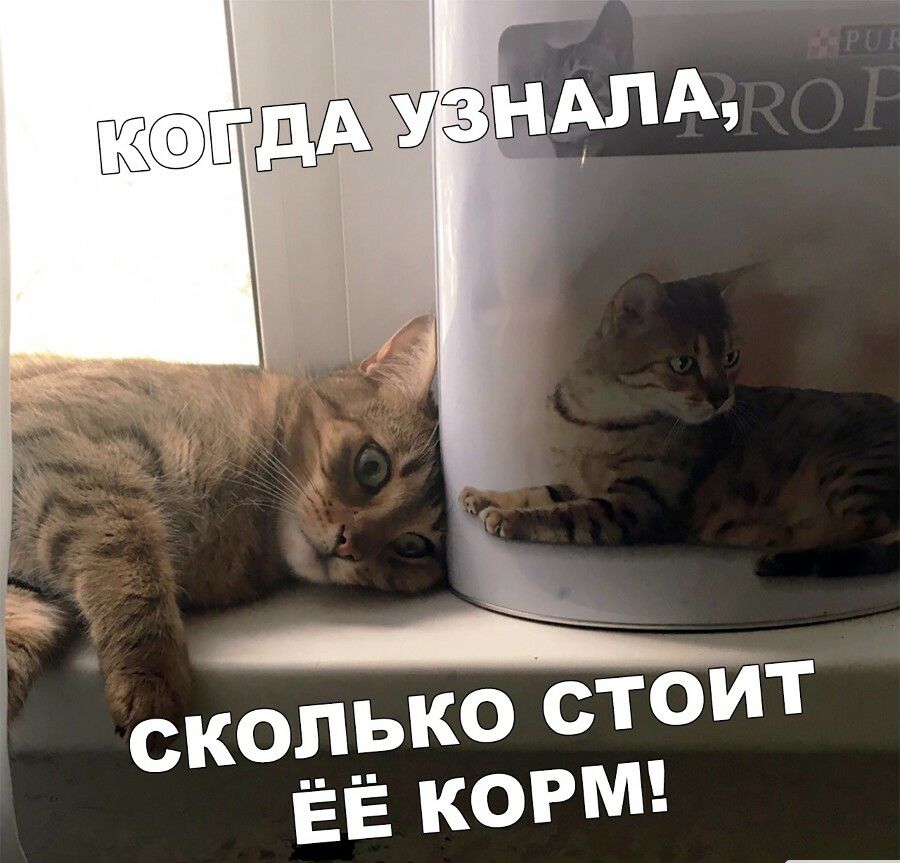 Когда узнала,
сколько стоит её корм!