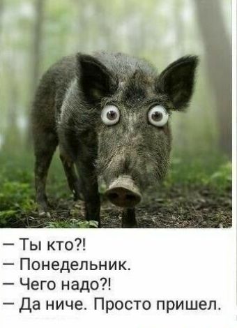 Ты кто Понедельник Чего надо Да ниче Просто пришел