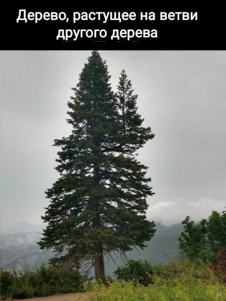 Дерево растущее на ветви другого дерева