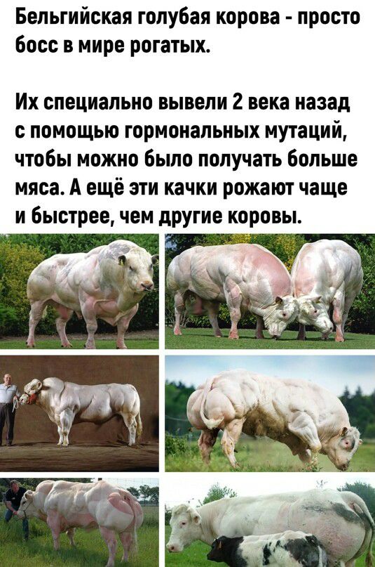 Бельгийская голубая корова просто босс в мире рогатых Их специально вывели 2 века назад с помощью гормональных мутаций чтобы можно было получать больше мяса А ещё эти качки рожают чаще и быстрее чем другие коровы