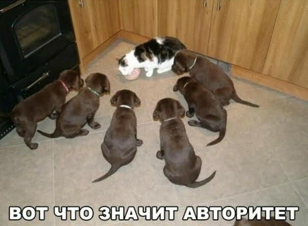 Волчто значилавторитет,