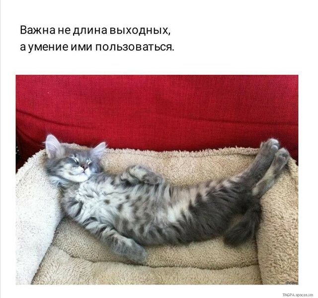 ВШНЗ не дЛИНЭ ВЫХОДНЫХ умение ИМИ ПОЛЬЗОВЭТЬСЯ