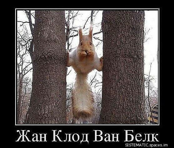 Жан Клод Ван Белк атвмпхс эрвсеэ пп