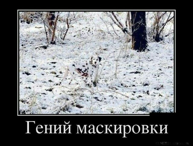 ___ _ ид Гений маскировки