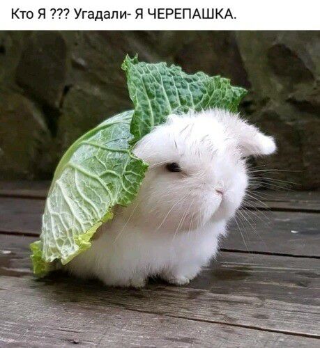 Кто гадали Я ЧЕРЕПАШКА