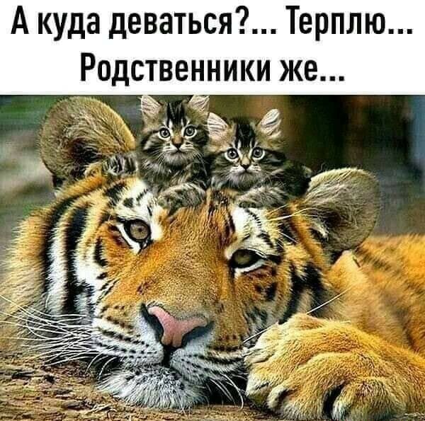 А куда деваться Терплю