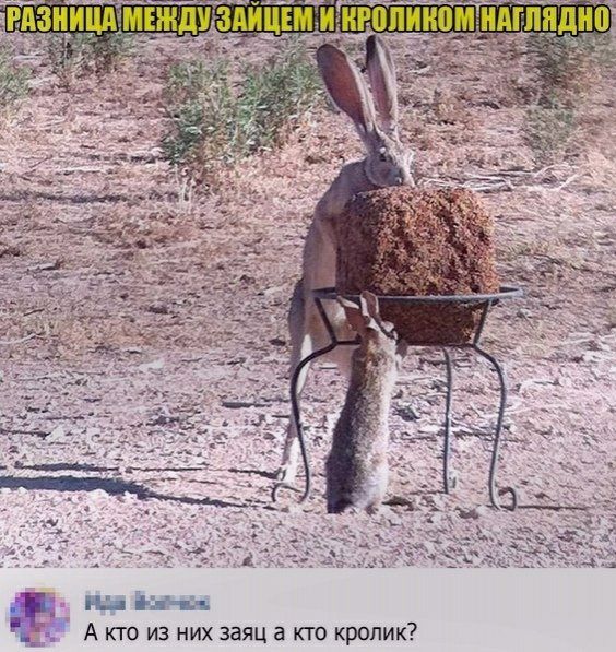 гы Вы А кто из них заяц а кто кролик