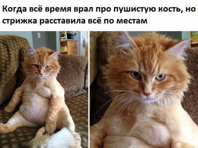 Когда всё время врал про пушистую кость но стрижка расставила всё по местам