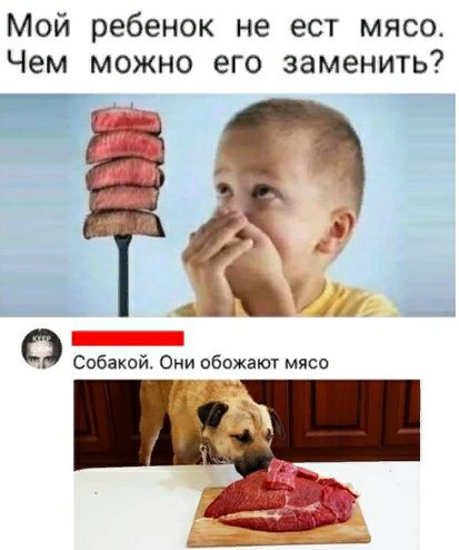 Мой ребенок не ест мясо Чем можно его заменить _ __ Ф собакой Они обожают мясо