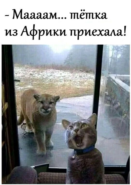 Маааам тётка из Африки приехаАа