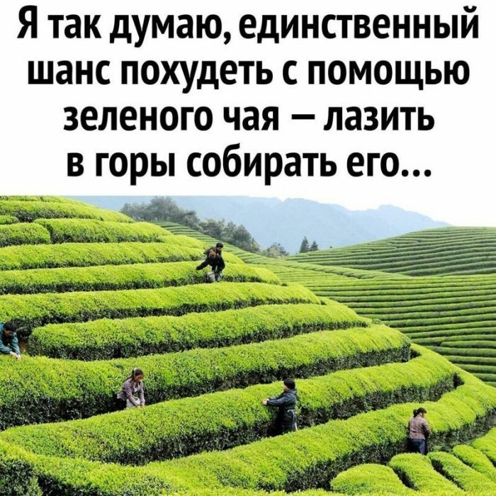 Я так думаю единственный шанс похудеть с помощью зеленого чая лазить в горы собирать его 11 _ 71