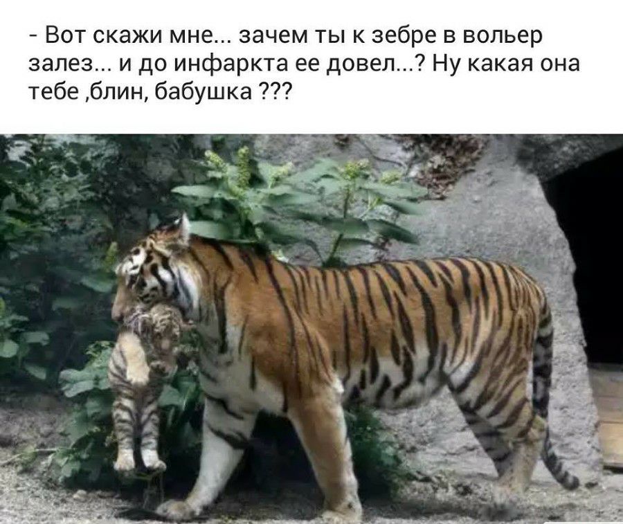 Вот скажи мне зачем ты к зебре в вольер залез и до инфаркта ее довел Ну какая она тебе блин бабушка