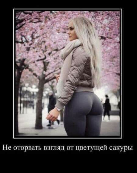 Не оторватъ взгляд от цветущей сакуры