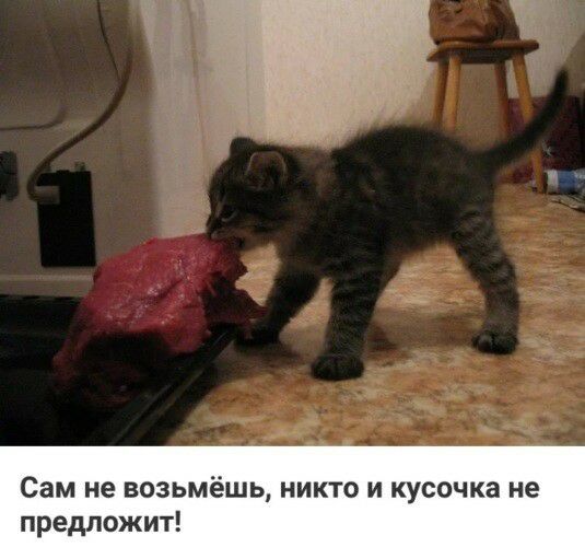 Сам не возьмёшь никто и кусочка не предложит