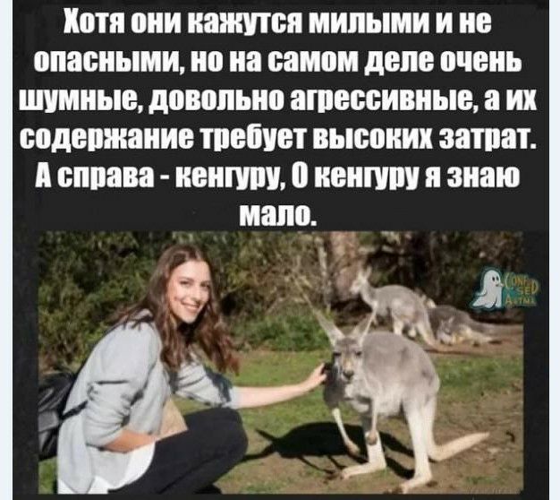 Хотя вии иажтп милыми и не опасными но на самом деле очень шумные довольно ашессивныв их поднимании шепчет высоких зашит сппава пиши и напиши я знаю мало у __