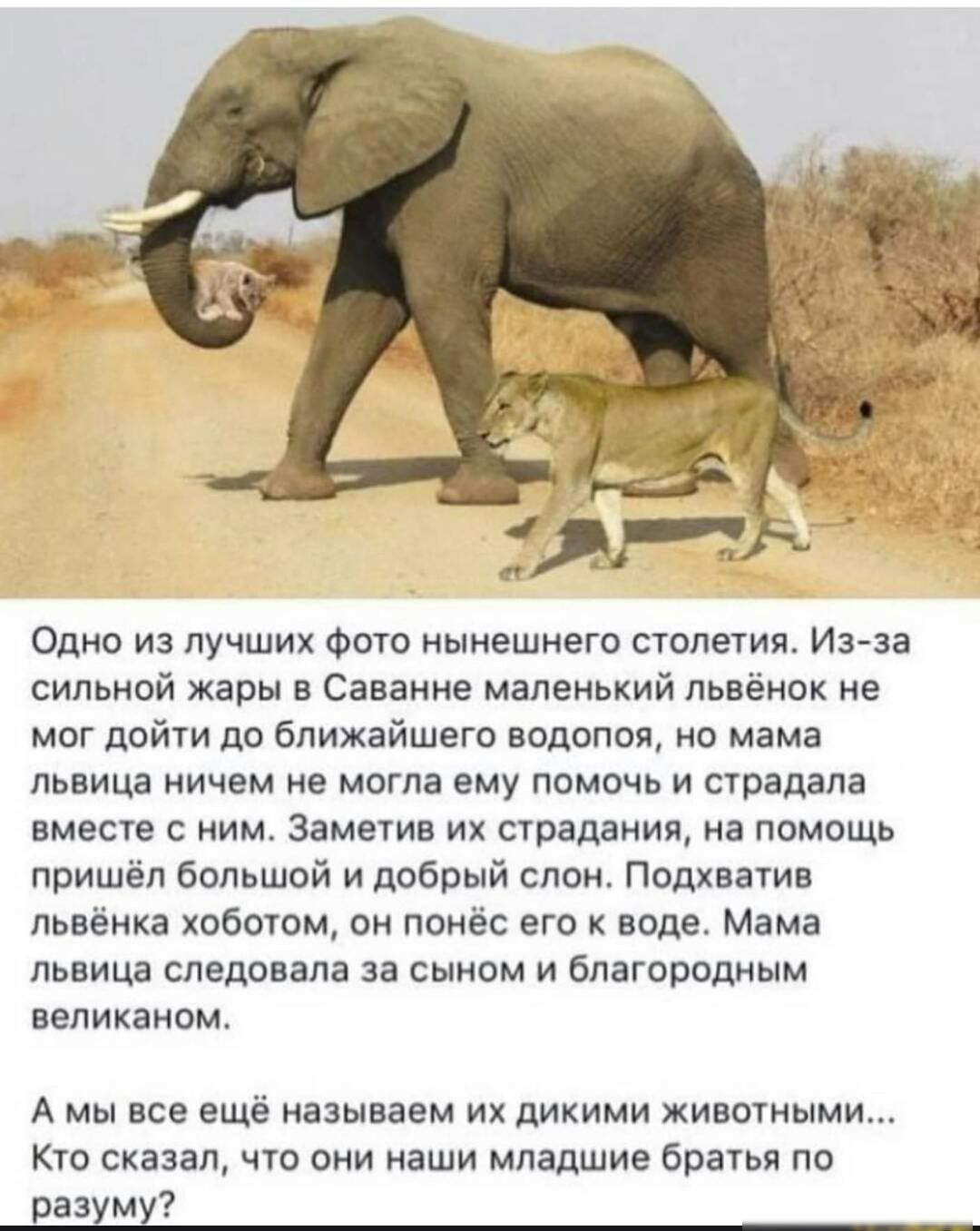 Одно из лучших фото нынешнего столетия Изза сильной жары в Саванне маленький львёнок не мог дойти до ближайшего водопоя но мама львица ничем не могла ему помочь и страдала вместе с ним Заметив их страдания на помощь пришёл большой и добрый слон Подхватив львёнка хоботом он понёс его к воде Мама львица следовала за сыном и благородным великаном А мы все ещё называем их дикими животными Кто сказал ч