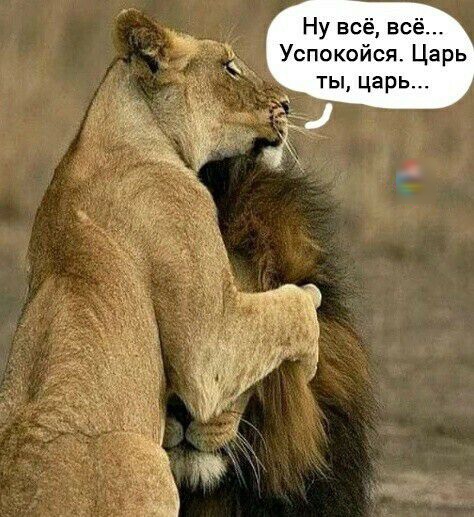 Ну всё всё Успокойся Царь ты царь _