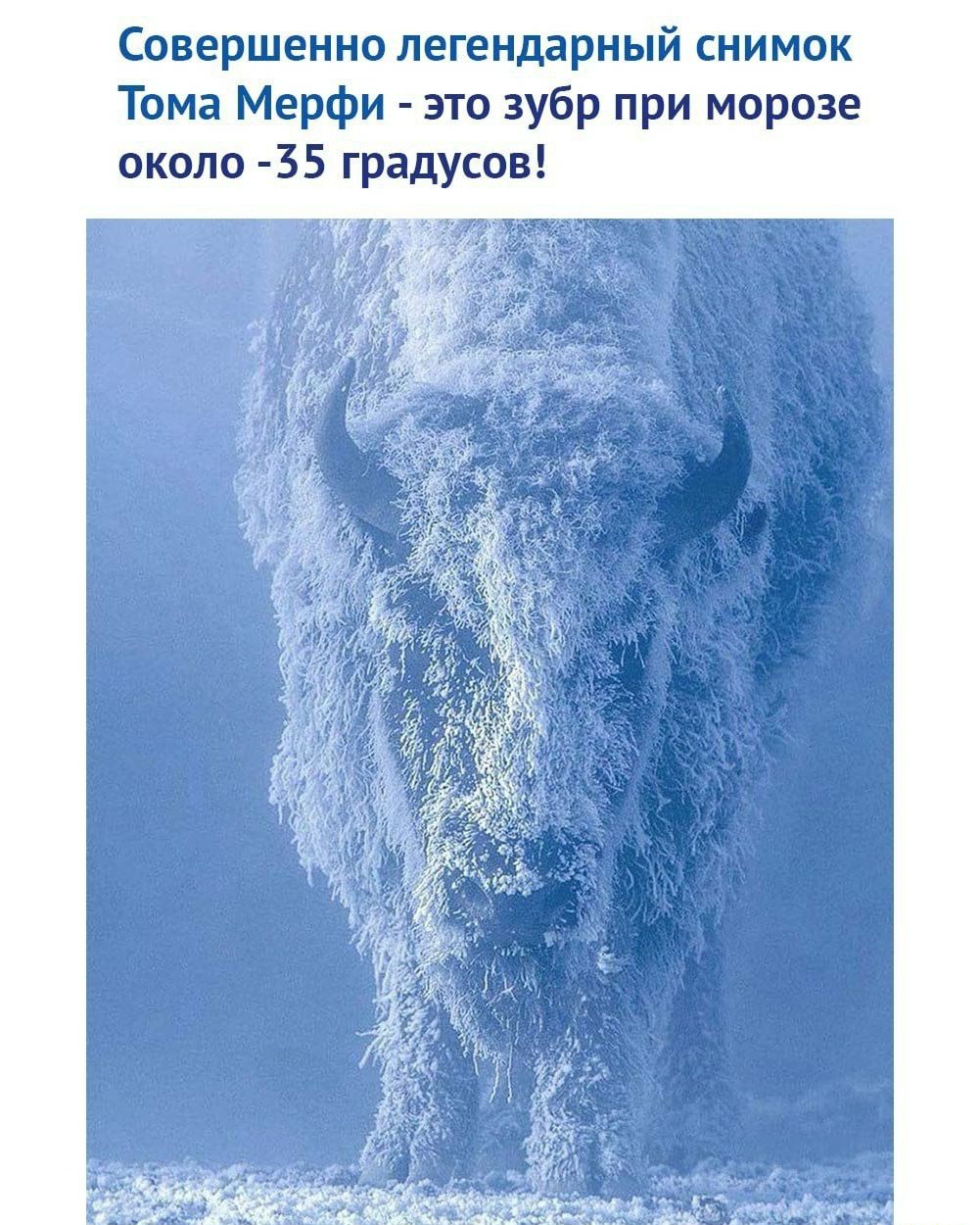 Совершенно легендарный снимок Тома Мерфи это зубр при морозе около 35 градусов