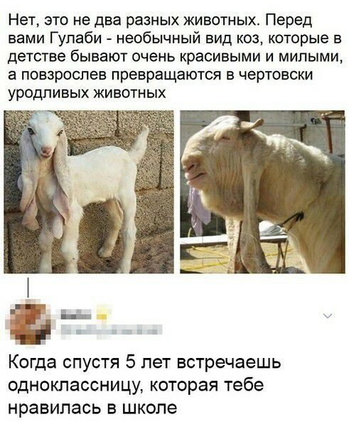 Нет это не два разных животных Перед вами Гупаби необычный вид коз которые в детстве бывают очень красивыми и милыми а повзроспев превращаются в чертовски уродливых животных Когда спустя 5 лет встречаешь одноклассницу которая тебе нравилась в школе