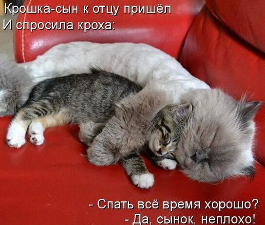 ка сын отцу пришёл росипа КрэХЭі Спать всё время хорошо Да сынок неплохо