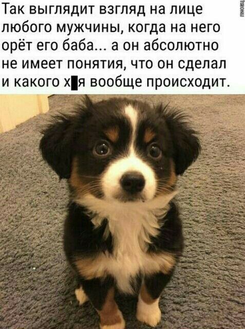 Ак выглядит взгляд на лице любого мужчины, когда на него орёт его баба... А он абсолютно не имеет понятия, что он сделал и какого хя вообще происходит.