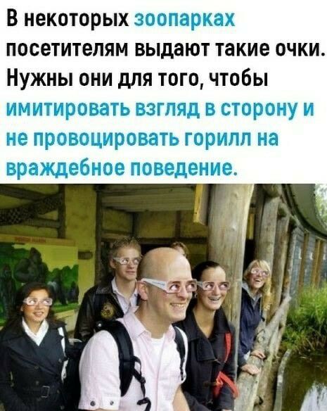 В некоторых зоопарках посетителям выдают такие очки Нужны они для тогочтобы имитировать взгляд в сторону и не провоцировать горилл на враждебное поведение
