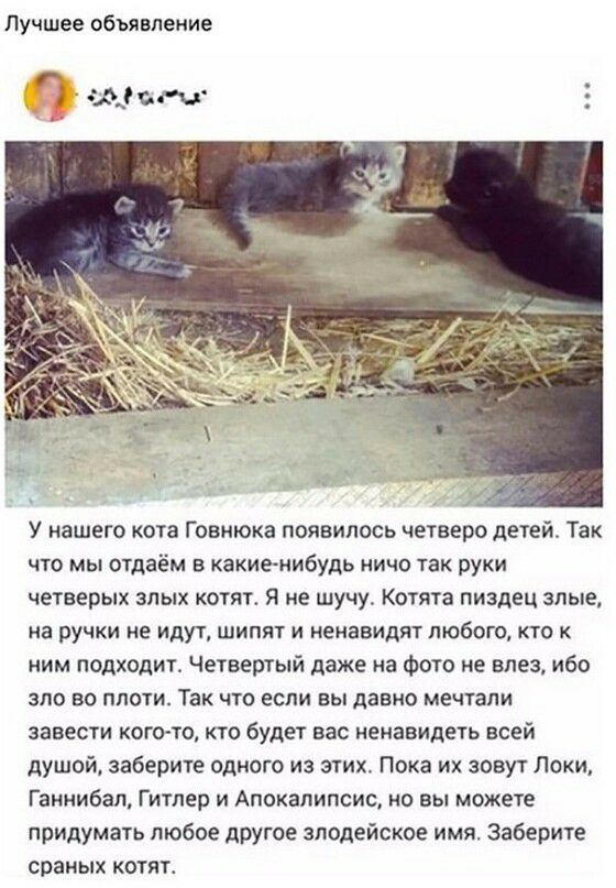 Лучшее объявление 9 от 5 У нашего кота Говнюка появилось четверо детей Так ЧТО МЫ ОТДаёМ В какиенибудь НИЧО ТЗК руки четверых злых котят я не шучу Котята пиздец злые На ручки НЕ ИДУТ ШИПЙТ И НЭМЗВИДЙТ ЛЮБОГО КТО К ним подходит Четвертый даже на фото не влез ибо ЗЛО ВО ППОТИ Так ЧТО ЕСЛИ вы даВМО мечтали завести кого то кто будет вас ненавидеть всей душой заберите одного из этих Пока их зовут Локи 