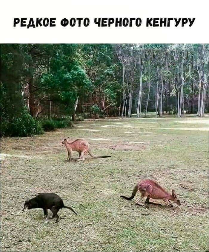 РЕАКОЕ ФОТО ЧЕРНОГО КЕНГУРУ