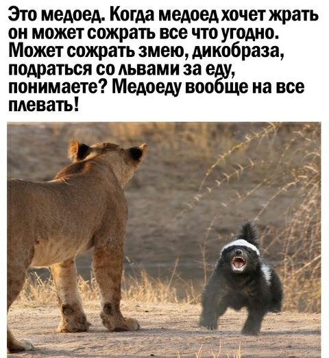 Это медвед Когда медоедхочет жрать он может сожрать все что угодно Может сожрать змею дикобраза подраться со Аьвами за понимаете Медоеду воо ще на все плевать