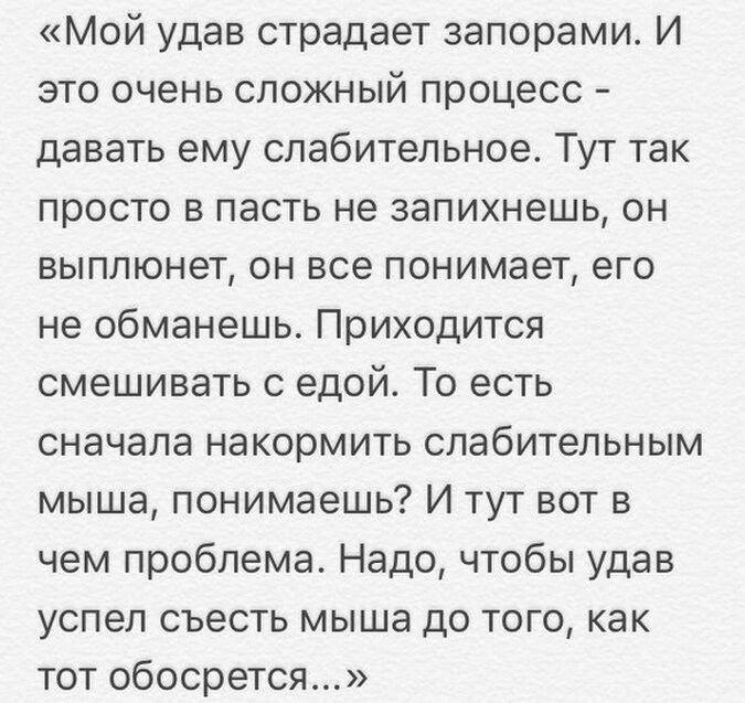 Мой удав страдает запорами И это очень сложный процесс давать ему слабительное Тут так просто в пасть не запихнешь он выплюнет он все понимает его не обманешь Приходится смешивать с едой То есть сначала накормить слабительным мыша понимаешь И тут вот в чем проблема Надо чтобы удав успел съесть мыша до того как тот обосрется