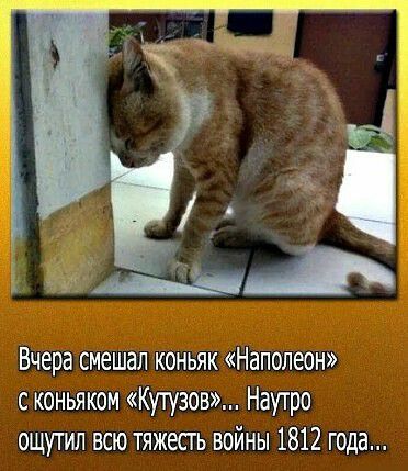Вчера смешал коньяк Наполеон с коньяком Кунзов Наутро ощутил всю тяжесть войны 1812 года