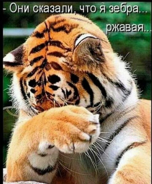 Они сказал что