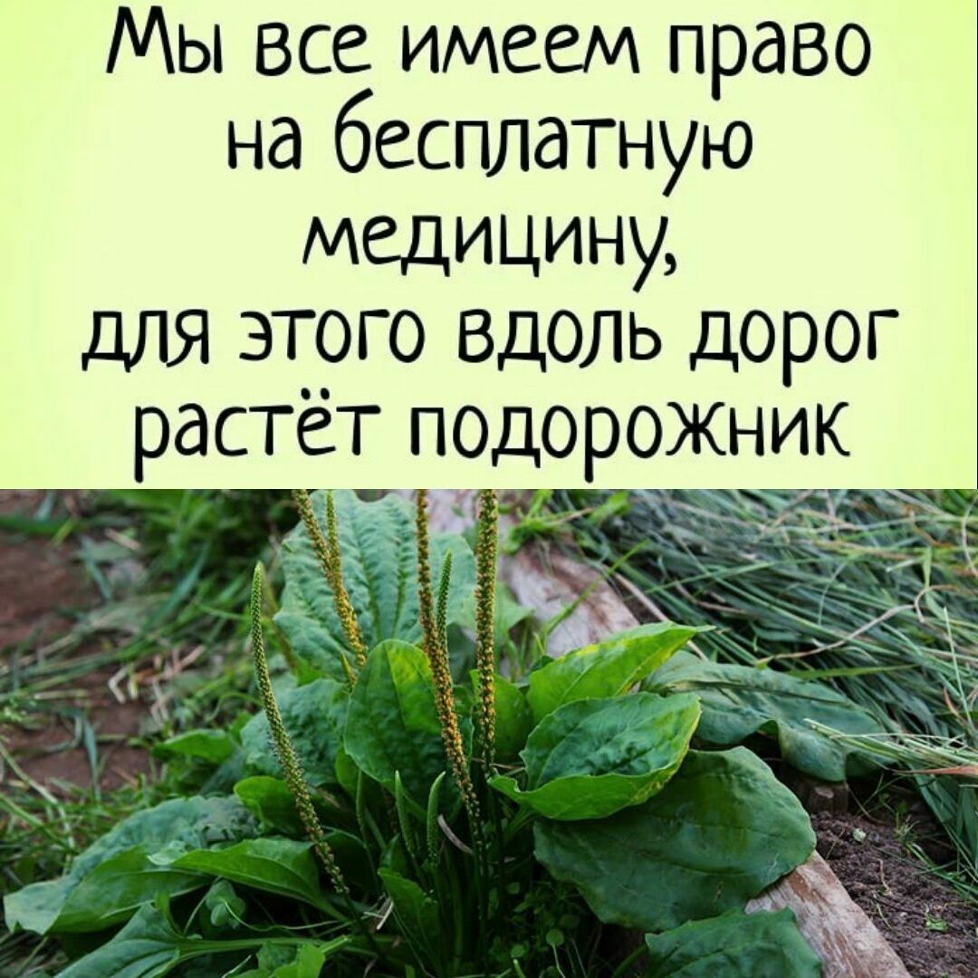 Мы Все имеем право на бесплатную медицину ДЛЯ ЭТОГО ВДОЛЬ ДОРОГ растет п0дорожник ад _ рідёі _