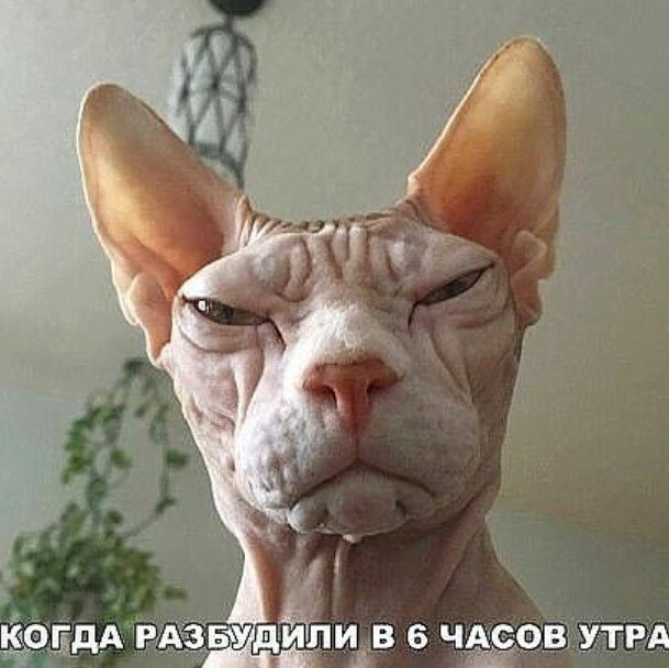 МОЕДА РАЗБУД _ и _в в чёовъутрд