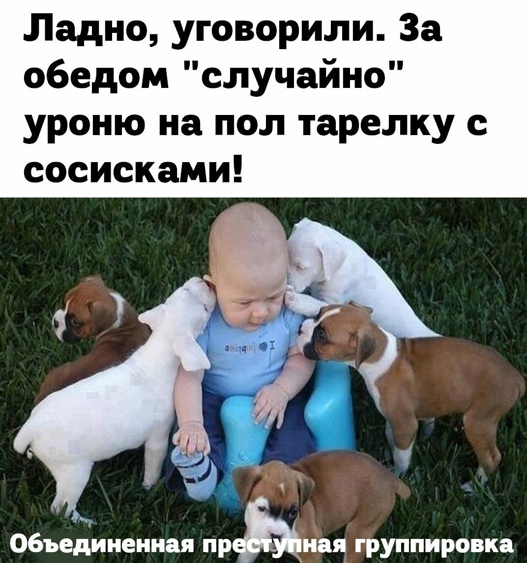Ладно уговорили За обедом случайно уроню на пол тарелку с сосисками и Объединенная пр наяі гршппировка