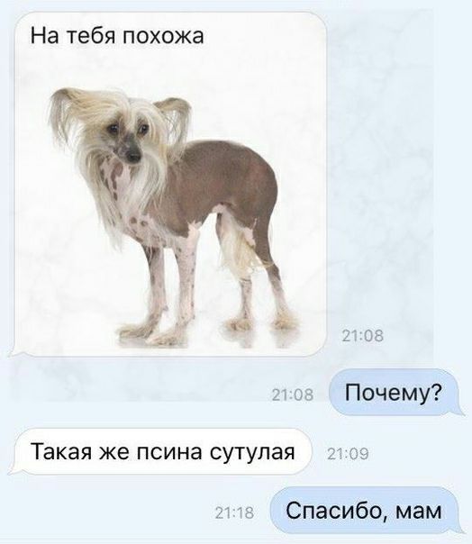 На тебя похожа і 27108 ггоз Почему Такая же псина сутупая 2109 ш 8 Спасибо мам