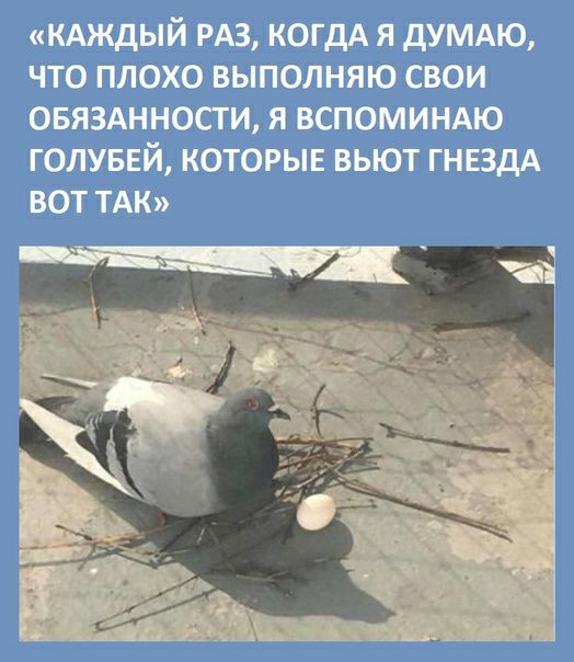 КАЖДЫЙ РАЗ КОГДА Я дУМАЮ ЧТО ПЛОХО ВЫПОЛНЯЮ СВОИ ОБЯЗАННОСТИ Я ВСПОМИНАЮ ГОЛУБЕЙ КОТОРЫЕ ВЬЮТ ГНЕЗДА ВОТ ТАК