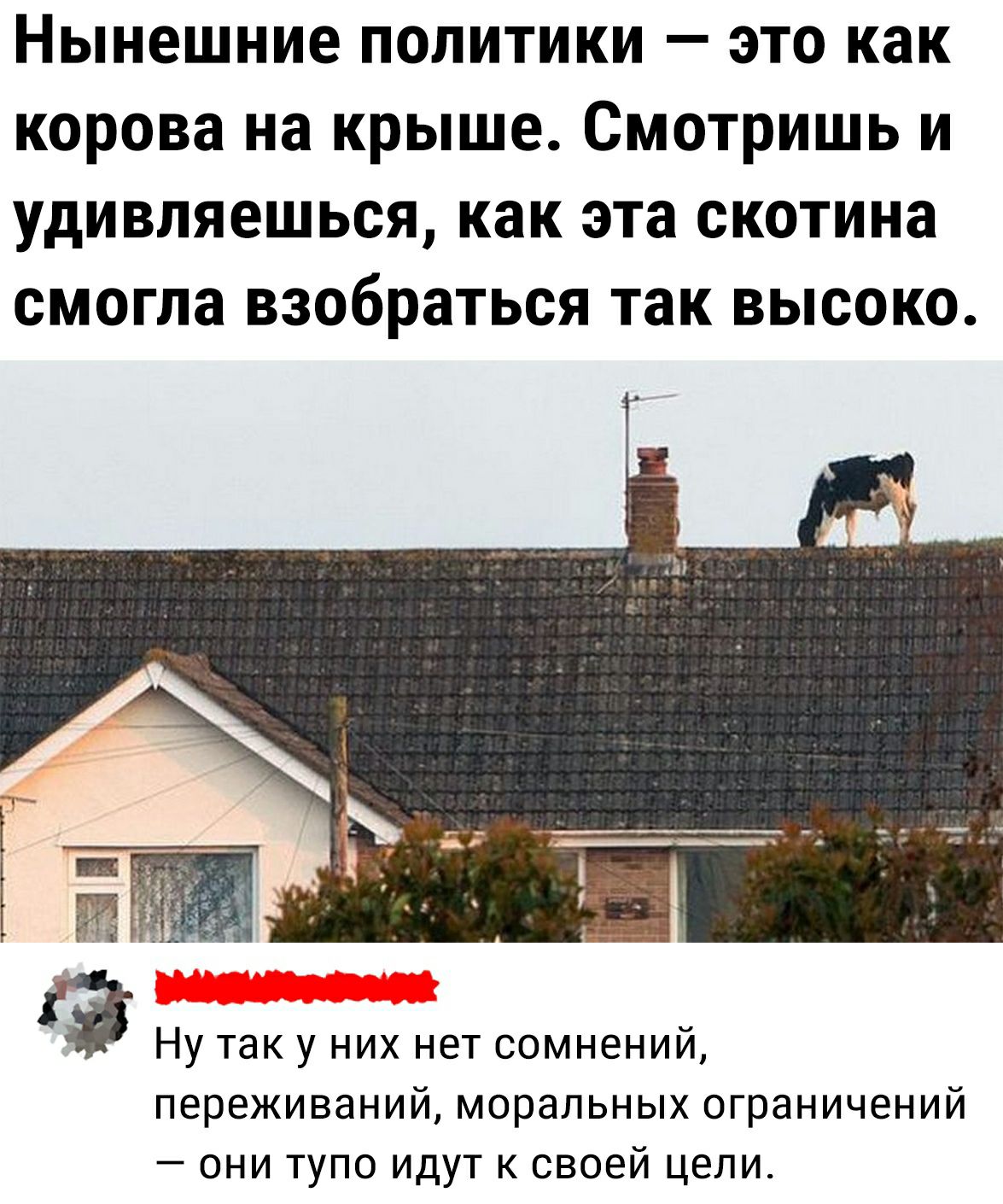 Скотина. Скотина на крыше. Картинки нынешние политики - это как корова на крыше. Нынешний. Скотина или скатина.