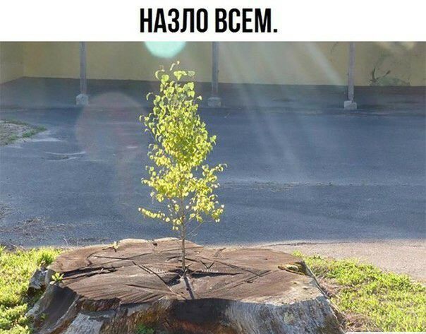 НАЗЛП ВСЕМ