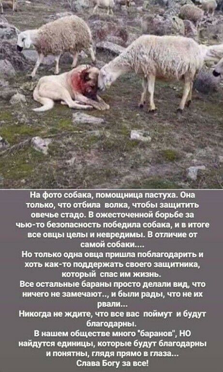 На фото собака поиощннцд тук Он только что пгбим полна чтобы защитить питье недр В ожесточенной Борьбе за чыо ю безопасность победила Фобии и итоге все овцы целы и непреднмы в отличие от иной соб ки Но только один от пришла побдврить и хоть кпк то понижать смета защитники иоторый спас ии ть Все остальные Бараны просто петли вид что ничего не заметит и были рады что не их рвали Ништнеждите чтот пой