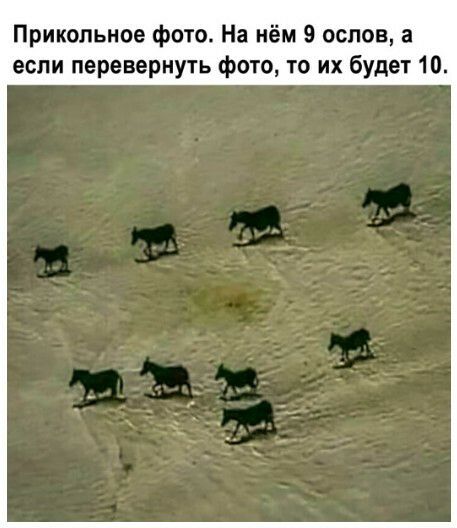 Прикольное фото На нём 9 оспов а если перевернуть фото то их будет 10
