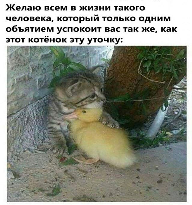 Желаю всем в жизни такого человека который только одним объятием успокоит вас так же как этот котёнок эту уточку 9