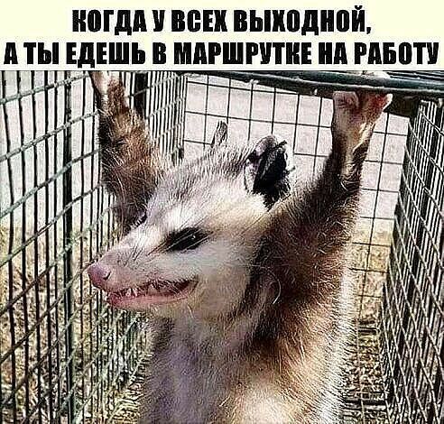 НМШ ШШ ВЬШПШШЙ А ЕДЕШЬ В ШАРШРИ МБШ