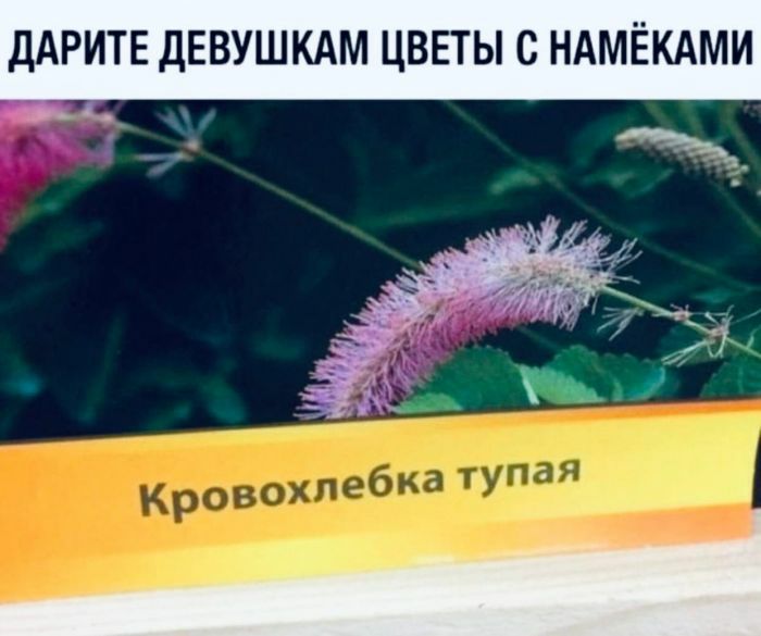 ДАРИТЕ дЕВУШКАМ ЦВЕТЫ С НАМЁКАМИ _