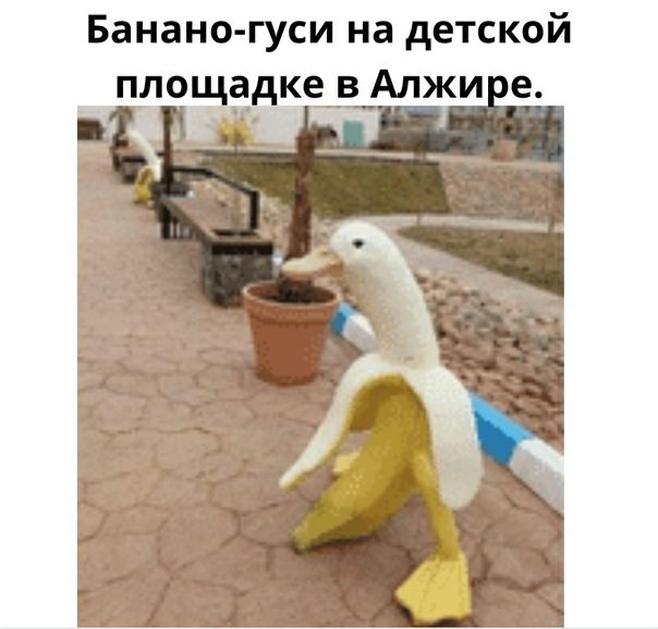 Банано гуси на детской площадке в Алжи е